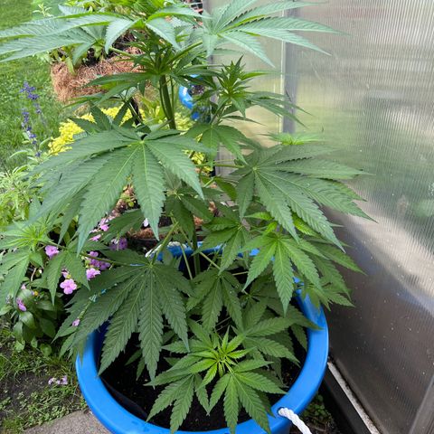 Peyote skittlez x guawi  growlog photo: Defoliating tonight with my buddy when he is free but she is looking so beautiful ! 