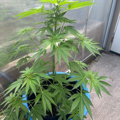 Peyote skittlez x guawi  growlog photo:  Defoliated my plant I put the fan leaves in the pot with the soil check back in exactly a week, and when they are brown, put them in compost, also trying to learn about vermicompost! 