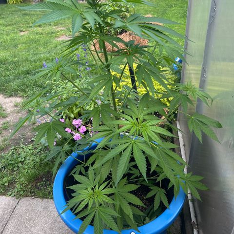 Peyote skittlez x guawi  growlog photo:  Defoliated my plant I put the fan leaves in the pot with the soil check back in exactly a week, and when they are brown, put them in compost, also trying to learn about vermicompost! 