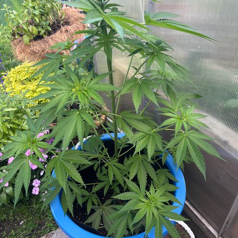 Peyote skittlez x guawi  growlog photo:  Defoliated my plant I put the fan leaves in the pot with the soil check back in exactly a week, and when they are brown, put them in compost, also trying to learn about vermicompost! 