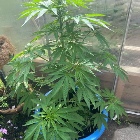 Peyote skittlez x guawi  growlog photo:  Looking healthy as ever I’m thinking she’s gonna be in the flowering stage soon !! 