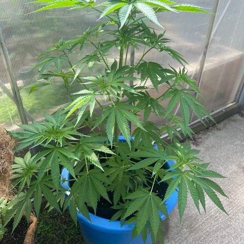 Peyote skittlez x guawi  growlog photo:  Looking healthy as ever I’m thinking she’s gonna be in the flowering stage soon !! 