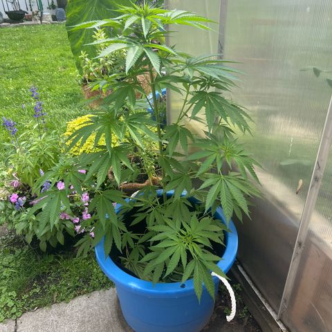 Peyote skittlez x guawi  growlog photo:  Looking healthy as ever I’m thinking she’s gonna be in the flowering stage soon !! 