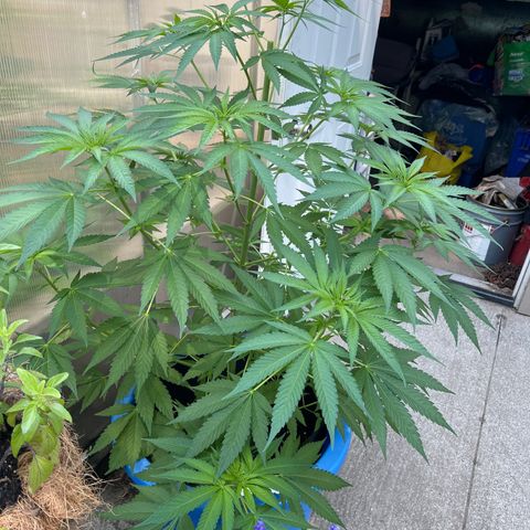 Peyote skittlez x guawi  growlog photo: I topped it today so it grows more bushy like yyc grow said ! Hopefully this promotes more growth and colas! 