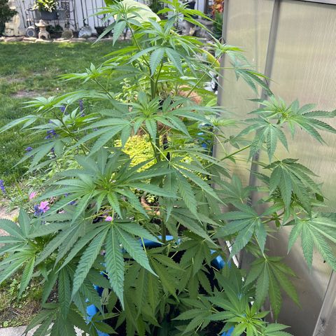 Peyote skittlez x guawi  growlog timeline photo