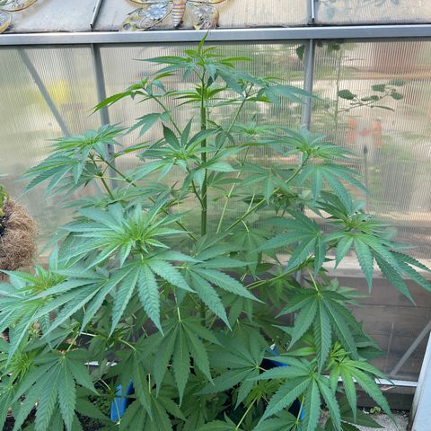 Peyote skittlez x guawi  growlog photo: I topped it today so it grows more bushy like yyc grow said ! Hopefully this promotes more growth and colas! 