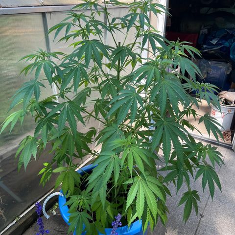 Peyote skittlez x guawi  growlog photo: She is finally in flower !! Gonna stretch this out as far as possible ! This is just off of living soil and water ! No nutrients ! Save all this information so I can figure out what to do for next year!