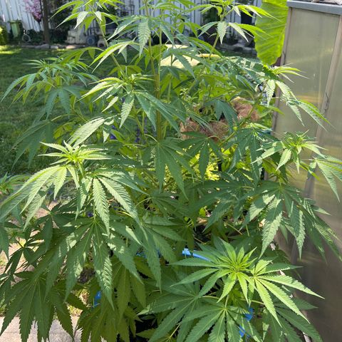 Peyote skittlez x guawi  growlog photo: She is finally in flower !! Gonna stretch this out as far as possible ! This is just off of living soil and water ! No nutrients ! Save all this information so I can figure out what to do for next year!