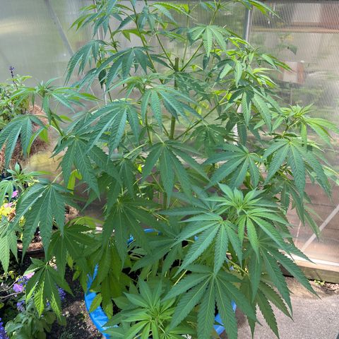 Peyote skittlez x guawi  growlog photo: She is finally in flower !! Gonna stretch this out as far as possible ! This is just off of living soil and water ! No nutrients ! Save all this information so I can figure out what to do for next year!