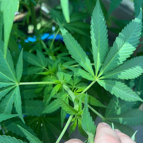 Peyote skittlez x guawi  growlog photo: She is finally in flower !! Gonna stretch this out as far as possible ! This is just off of living soil and water ! No nutrients ! Save all this information so I can figure out what to do for next year!