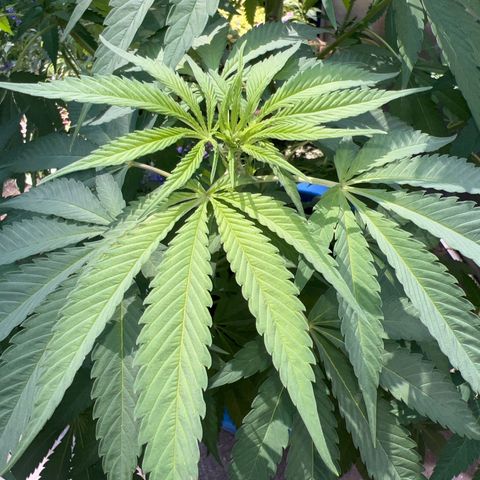 Peyote skittlez x guawi  growlog photo: She is finally in flower !! Gonna stretch this out as far as possible ! This is just off of living soil and water ! No nutrients ! Save all this information so I can figure out what to do for next year!