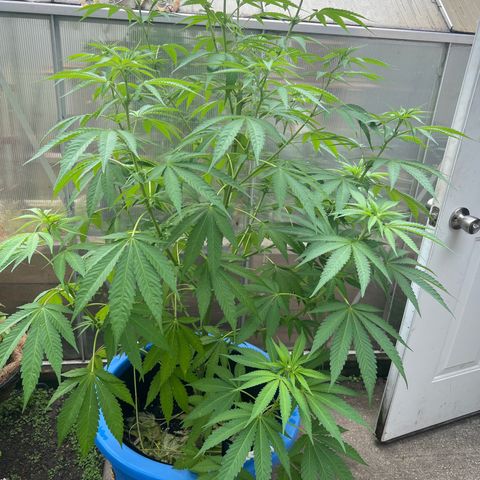 Peyote skittlez x guawi  growlog photo: She survived very crazy Winds ! We had a f1 tornado touch down in windsor with an amber alert warning ! She’s looking good still! Legit have watered it myself about 8 times the rain has done the rest ! 
