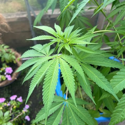 Peyote skittlez x guawi  growlog photo: She survived very crazy Winds ! We had a f1 tornado touch down in windsor with an amber alert warning ! She’s looking good still! Legit have watered it myself about 8 times the rain has done the rest ! 