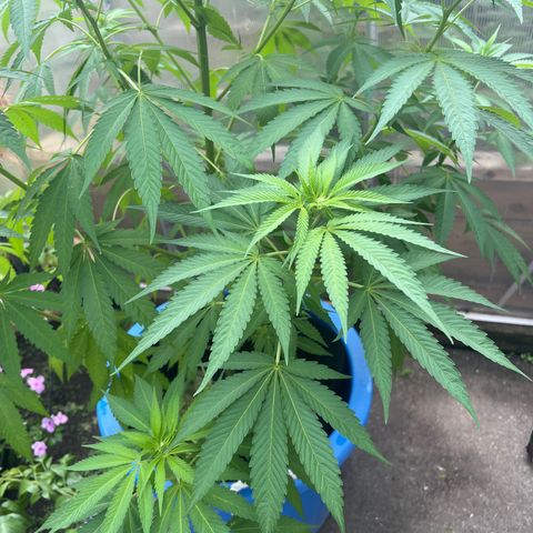 Peyote skittlez x guawi  growlog photo: She survived very crazy Winds ! We had a f1 tornado touch down in windsor with an amber alert warning ! She’s looking good still! Legit have watered it myself about 8 times the rain has done the rest ! 