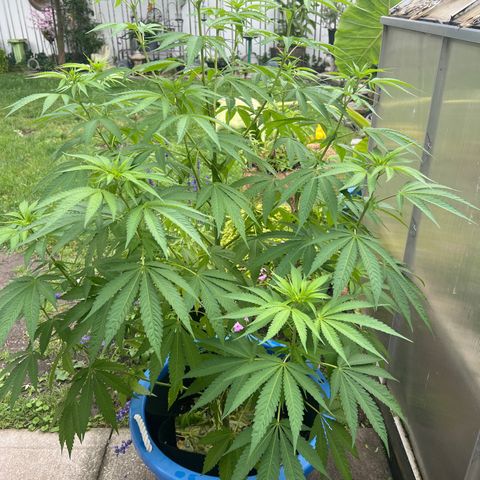 Peyote skittlez x guawi  growlog photo: She survived very crazy Winds ! We had a f1 tornado touch down in windsor with an amber alert warning ! She’s looking good still! Legit have watered it myself about 8 times the rain has done the rest ! 
