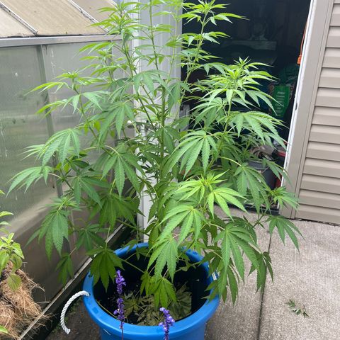 Peyote skittlez x guawi  growlog photo: She survived very crazy Winds ! We had a f1 tornado touch down in windsor with an amber alert warning ! She’s looking good still! Legit have watered it myself about 8 times the rain has done the rest ! 