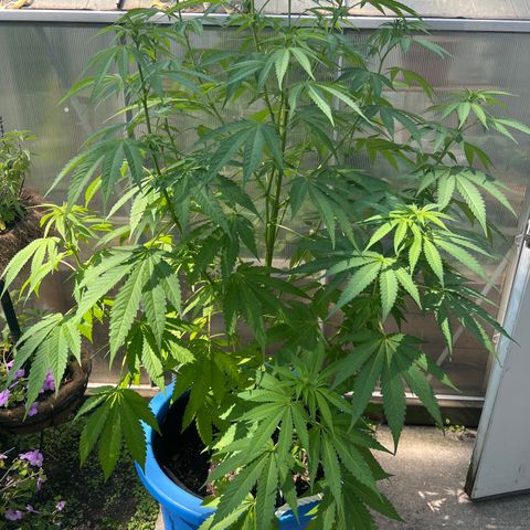 Peyote skittlez x guawi  growlog timeline photo