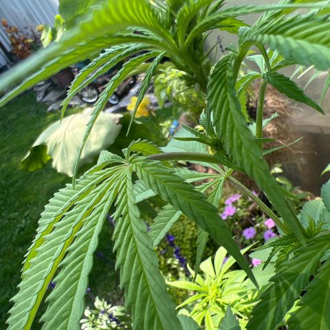 Peyote skittlez x guawi  growlog timeline photo