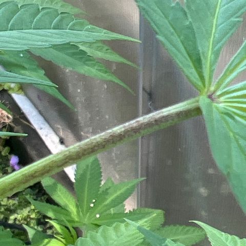 Peyote skittlez x guawi  growlog photo: Seeing signs of purple ! It’s been very chilly here ontario! Hard to tell how she’s gonna do. 