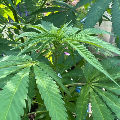 Peyote skittlez x guawi  growlog timeline photo