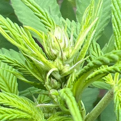 Peyote skittlez x guawi  growlog photo: Little buds growing !! Super nice white pistols! This was all living soil organics with basically rain water ! I’ve watered this plant myself maybe 7 times. 