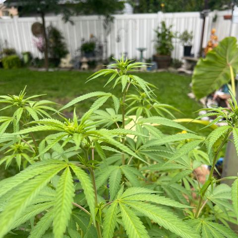 Peyote skittlez x guawi  growlog timeline photo