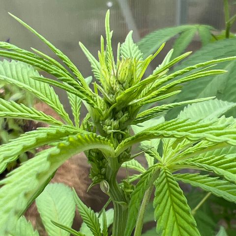Peyote skittlez x guawi  growlog photo: Little buds growing !! Super nice white pistols! This was all living soil organics with basically rain water ! I’ve watered this plant myself maybe 7 times. 