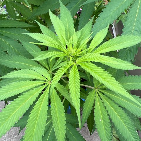 Peyote skittlez x guawi  growlog timeline photo