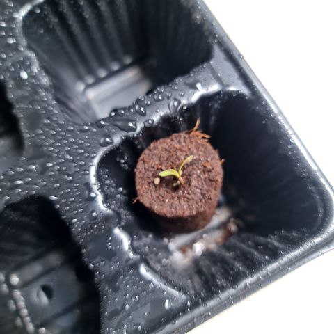 Sweet Cheese Auto growlog timeline photo