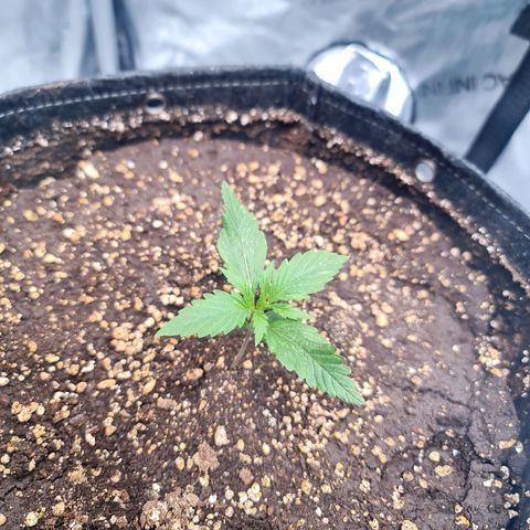 Sweet Cheese Auto growlog timeline photo