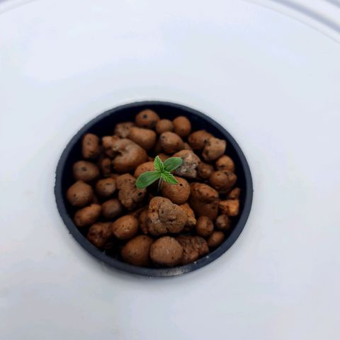 Deep Water Culture  growlog timeline photo