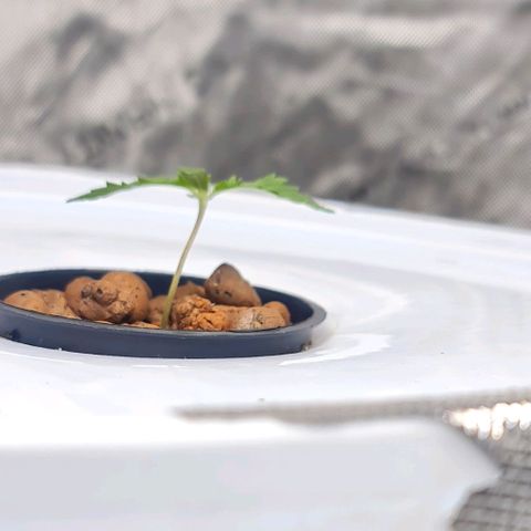 Deep Water Culture  growlog photo: Primary root out 