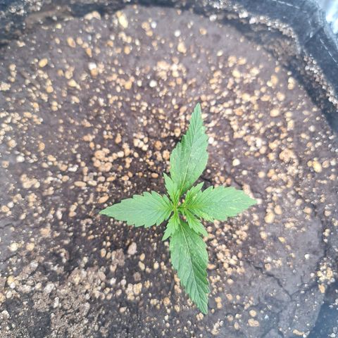Sweet Cheese Auto growlog timeline photo