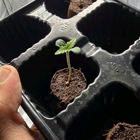 Sweet Cheese Auto growlog timeline photo