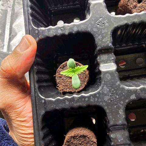 Sweet Cheese Auto growlog timeline photo