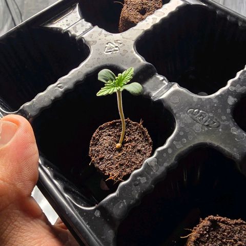 Sweet Cheese Auto growlog timeline photo