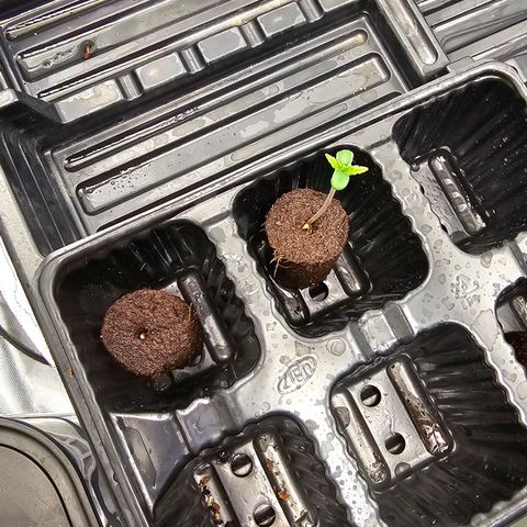 Sweet Cheese Auto growlog timeline photo