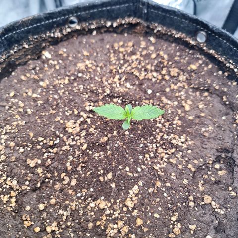 Sweet Cheese Auto growlog timeline photo