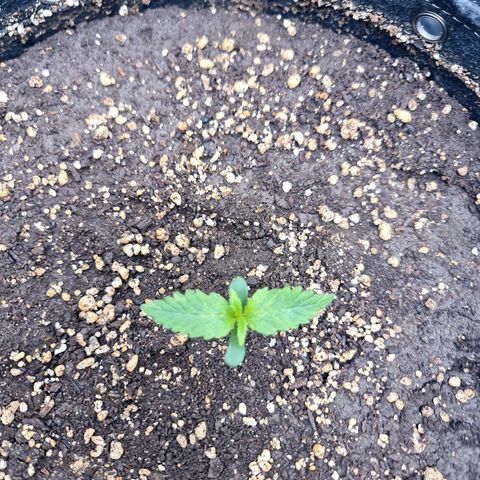 Sweet Cheese Auto growlog timeline photo