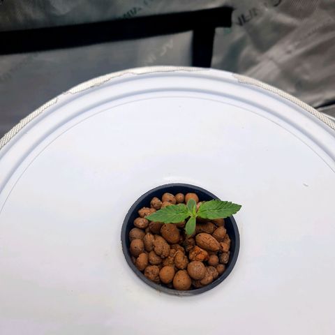 Deep Water Culture  growlog timeline photo