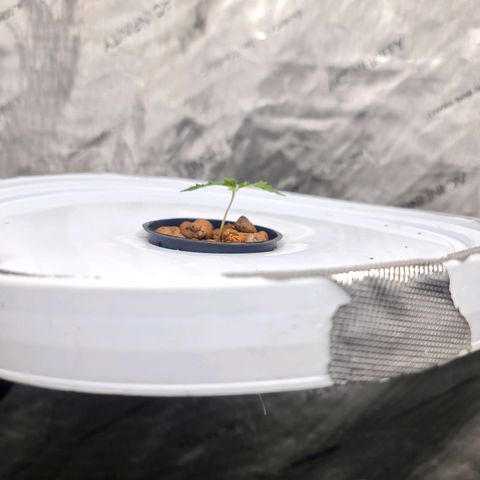 Deep Water Culture  growlog timeline photo