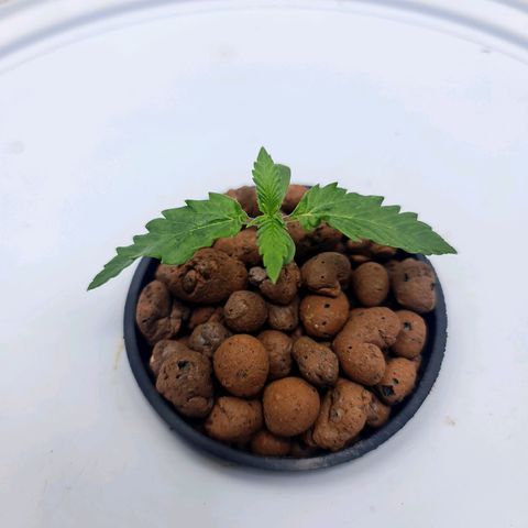 Deep Water Culture  growlog timeline photo