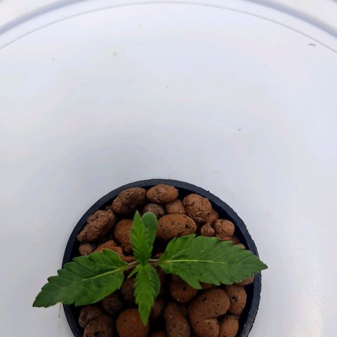 Deep Water Culture  growlog timeline photo