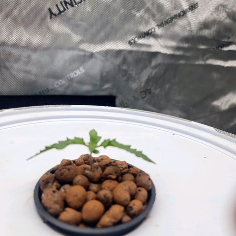 Deep Water Culture  growlog timeline photo