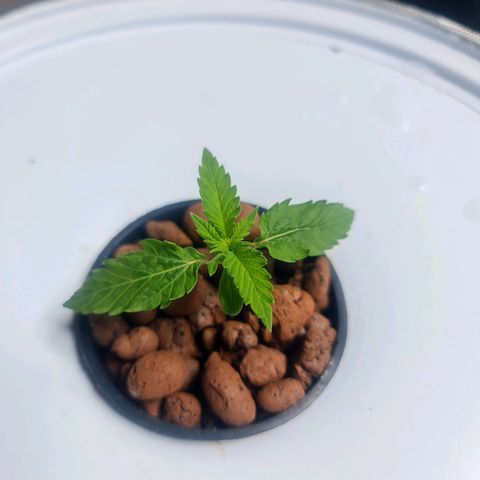 Deep Water Culture  growlog timeline photo