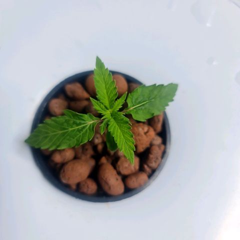 Deep Water Culture  growlog timeline photo