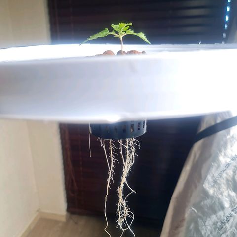 Deep Water Culture  growlog timeline photo