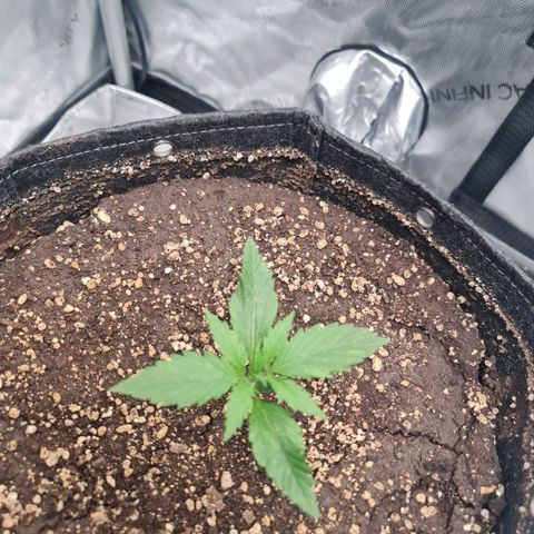 Sweet Cheese Auto growlog timeline photo