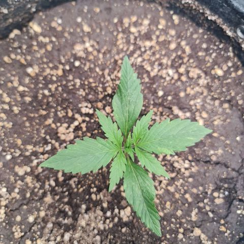 Sweet Cheese Auto growlog timeline photo