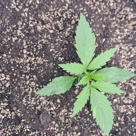 Sweet Cheese Auto growlog timeline photo